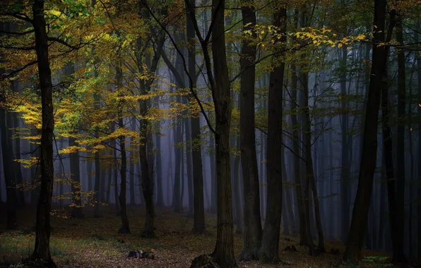 Осень, лес, деревья, ночь, природа, туман