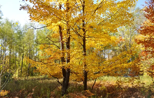 Картинка осень, лес, листья, деревья