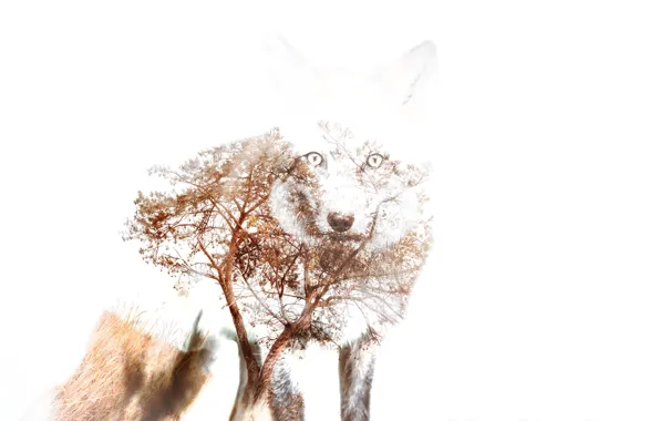 Осень, природа, лиса