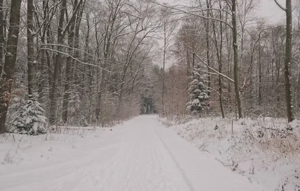 Картинка Зима, Дорога, Деревья, Снег, Лес, Мороз, Nature, Winter