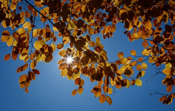 Картинка небо, лучи, осень, листья