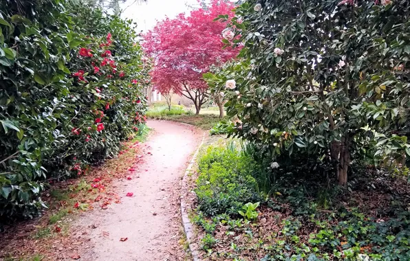 Parks, Raleigh, Fred Fletcher Park
