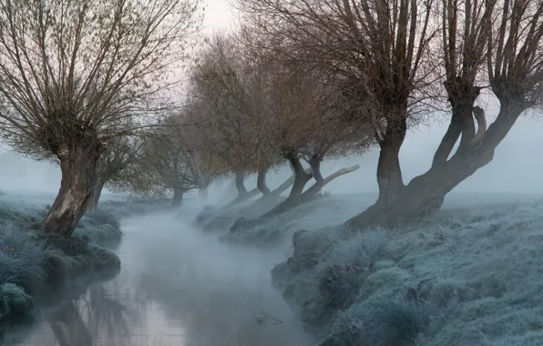Деревья, туман, река