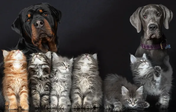 Картинка собаки, фон, коллаж, котята