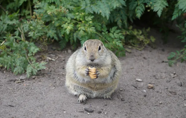 Природа, суслик, nature, gopher