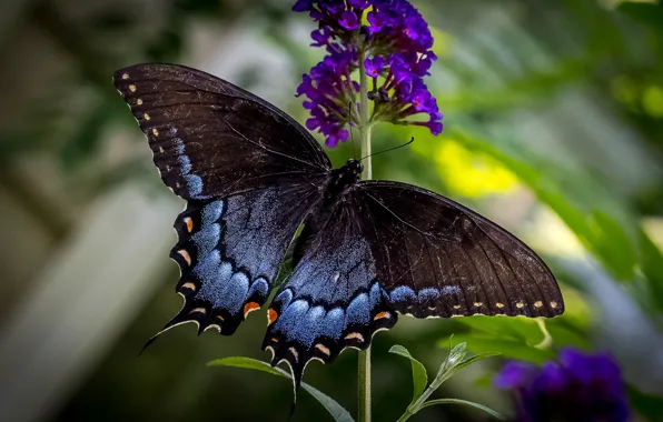 Картинка цветы, бабочка, крылья