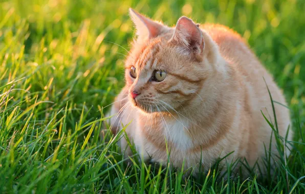 Кошка, лето, трава, взгляд, котенок, рыжий, котёнок