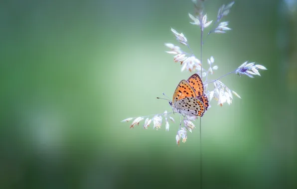 Бабочка, растение, butterfly, боке