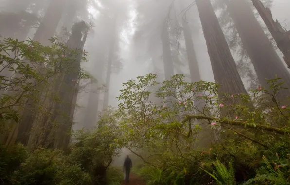 Картинка лес, деревья, туман, человек, тропа