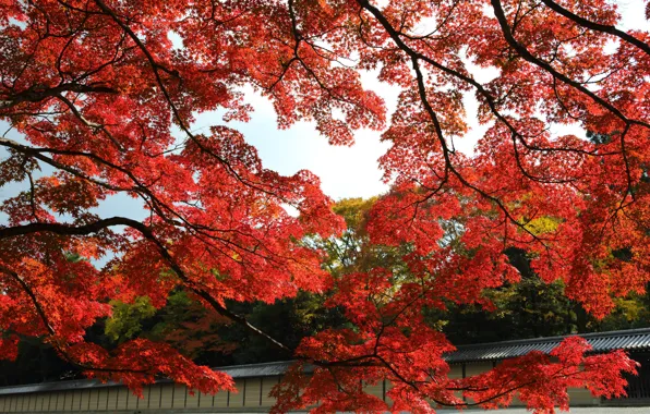 Осень, листья, деревья, парк, Япония, сад, красные, клен