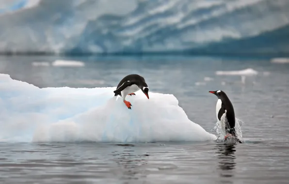Картинка природа, океан, пингвины, льды, льдина, Александр Перов