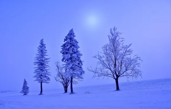 Картинка зима, иней, поле, снег, деревья, пейзаж, ель, мороз