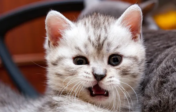 Кошка, взгляд, поза, котенок, серый, малыш, пасть, мордашка