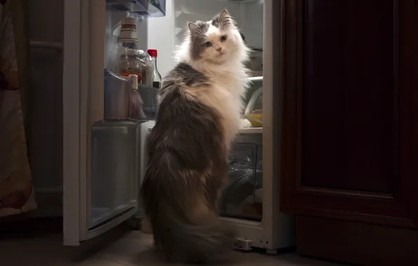 Кот, еда, ситуация, холодильник, вор