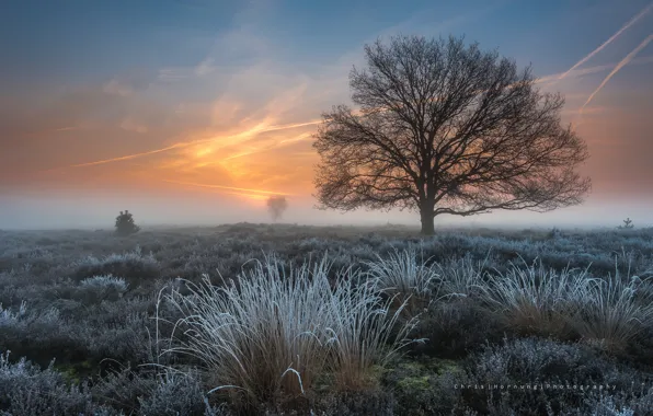 Картинка иней, трава, дерево, весна, утро, мороз, Нидерланды, Март