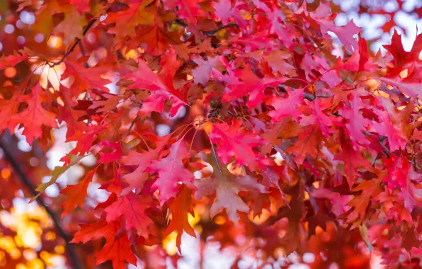 Картинка осень, листья, дерево, colorful, red, клен, autumn, leaves