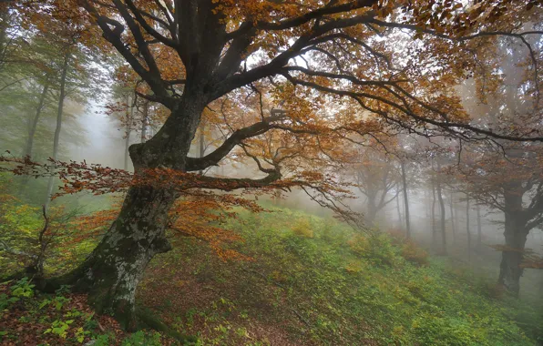 Картинка лес, деревья, природа, туман