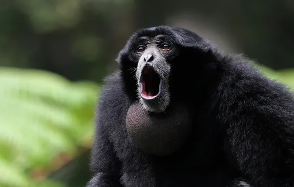Monkey, nature, background, tree, hair, sumatra, gibbon, siamang