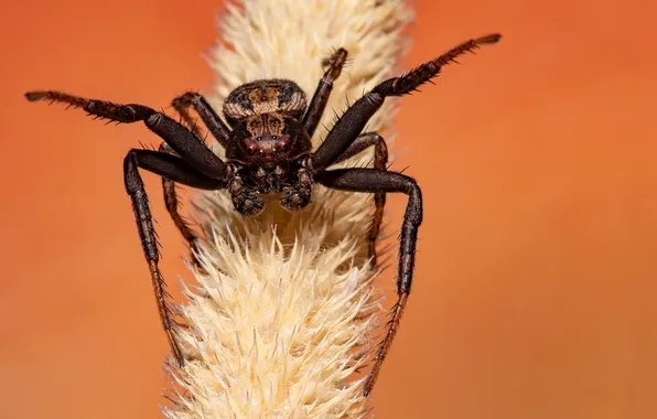 Spider, insect, attack pose