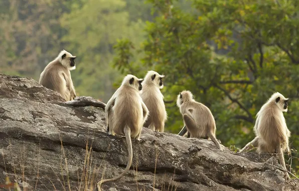 Картинка Индия, примат, Национальный парк Бандхавгарх, Мадхья-Прадеш, гульманы