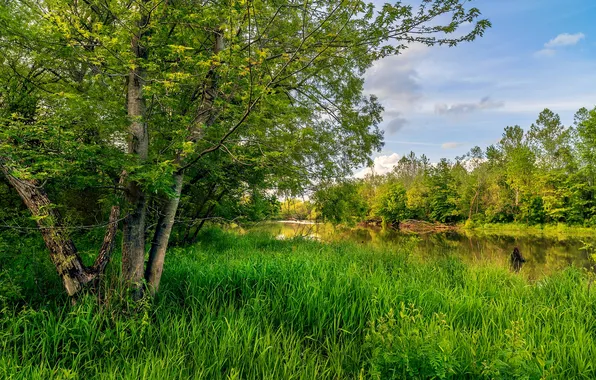 Картинка зелень, лето, трава, деревья, США, речка, Missouri, Lees Summit
