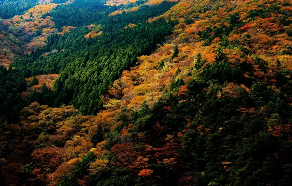 Осень, лес, деревья, Япония, вид сверху, Nara Park