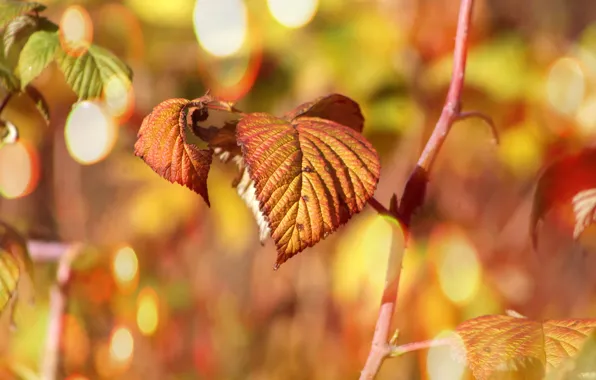 Autumn, leaf, plant, twig