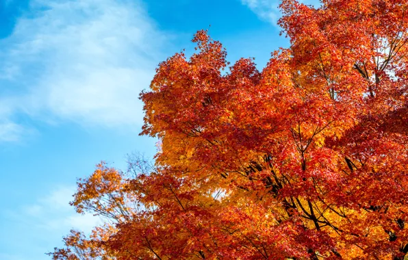 Осень, листья, colorful, клен, autumn, leaves, осенние, maple