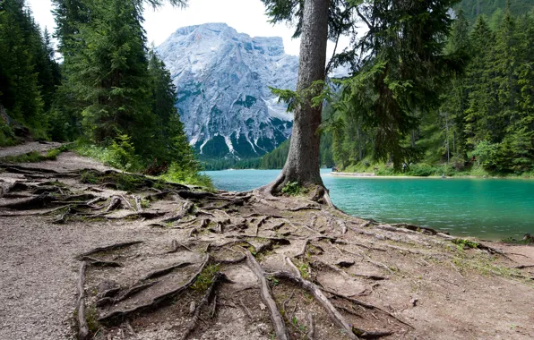 Лес, деревья, горы, корни, озеро, Италия