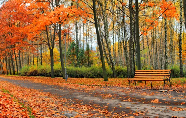 Осень, листья, деревья, парк, скамья
