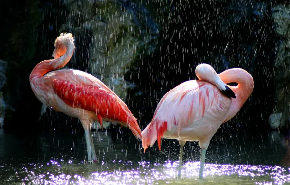 Картинка вода, птицы, клюв, розовые, фламинго