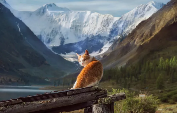 Картинка кот, пейзаж, горы, природа, животное, Алтай, снега, Тамара Андреева