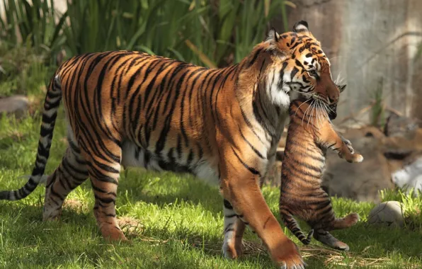 Тигры, тигрёнок, материнство