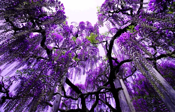 Tree, purple flowers, violet