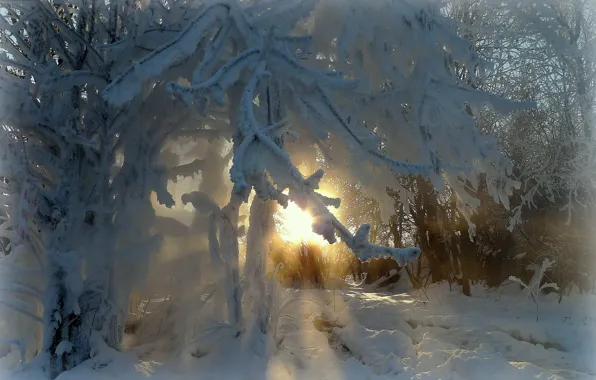 Картинка зима, иней, лучи, деревья, ветви, красота