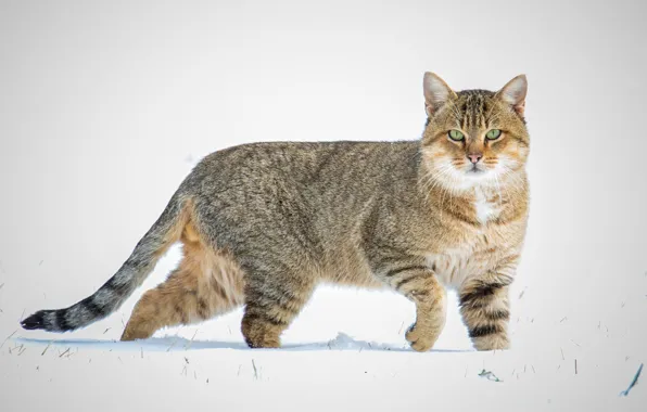 Кот, взгляд, снег, шерсть