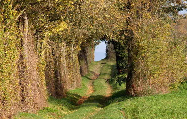 Туннель, дорога в даль, аллея в парке