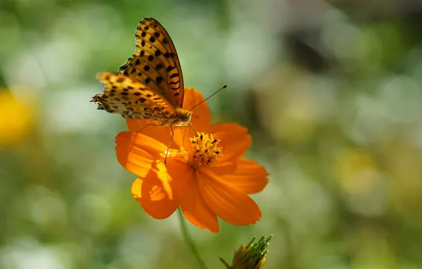 Картинка цветок, лето, солнце, оранжевый, бабочка, пятнышки