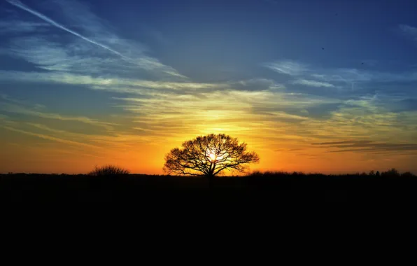 Картинка солнце, закат, дерево, вечер, силуэты