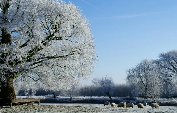 Картинка зима, поле, лес, фото, дерево, овцы