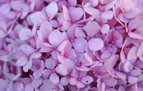 Фиолетовый, цветы, flowers, гортензия, purple, hydrangea