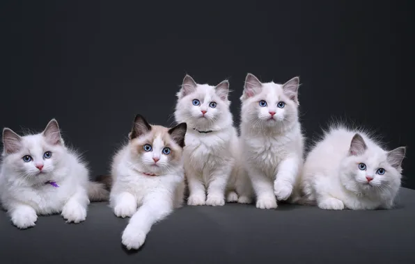 Кошки, котенок, котята, милашки, пять, фотостудия, рэгдолл