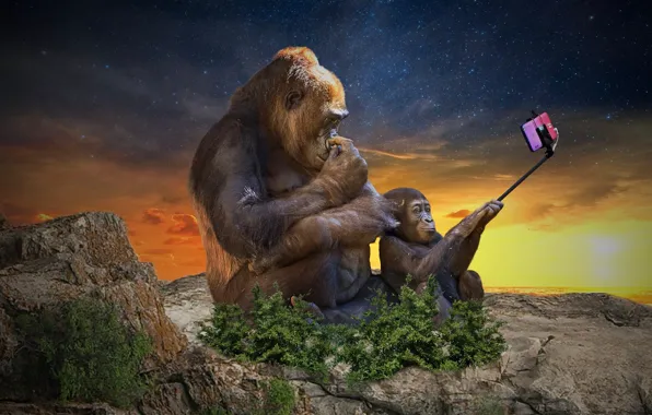 Картинка горилла, смартфон, селфи