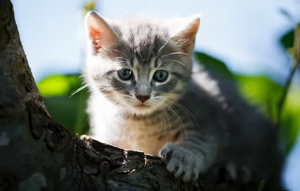 Кошка, взгляд, свет, природа, котенок, серый, дерево, портрет