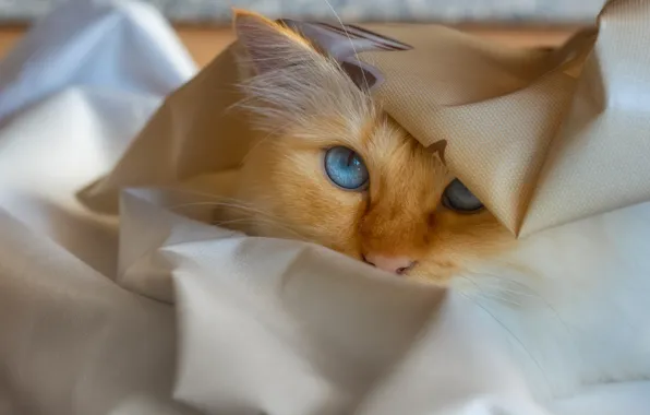 Картинка кошка, кот, взгляд, морда, поза, портрет, рыжий, голубые глаза