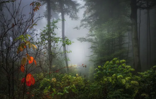 Осень, лес, листья, туман