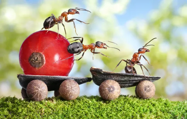 Картинка макро, насекомые, мох, ситуация, муравьи, колеса, водитель, тележка