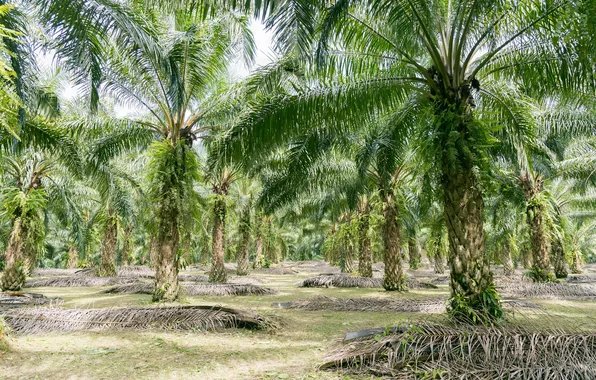 Rain, old, plants, plantation, peaceful, palm, oil, rainforest