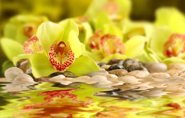 Вода, yellow, орхидея, water, желтая, Orchid