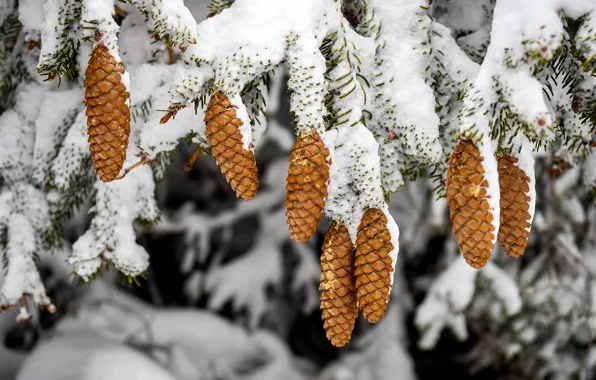 Картинка зима, лес, снег, деревья, ветки, шишки, хвойные, боке